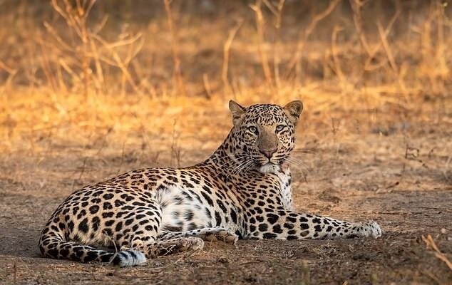 ببینید | مشاهده دو قلاده پلنگ در منطقه حفاظت شده البرز جنوبی